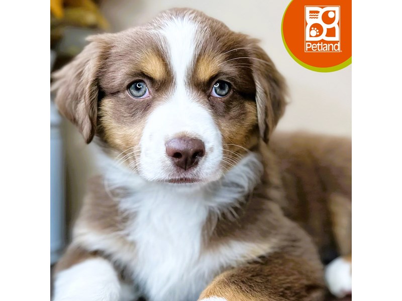 Miniature American Shepherd - 15724 Image #1