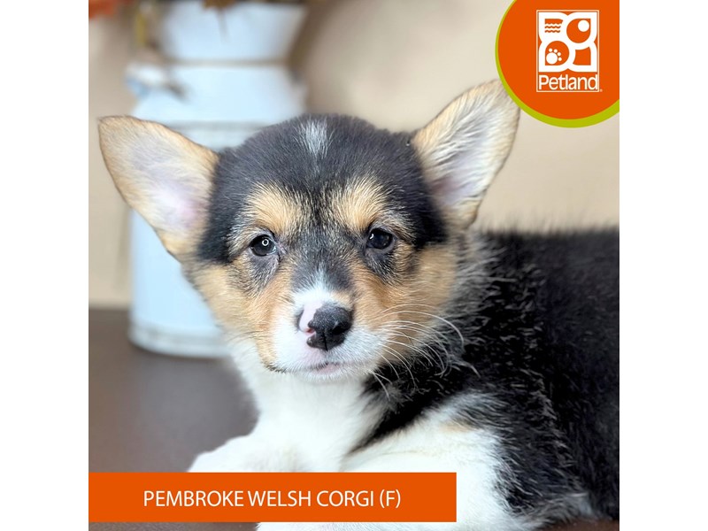 Pembroke Welsh Corgi - 15732 Image #1