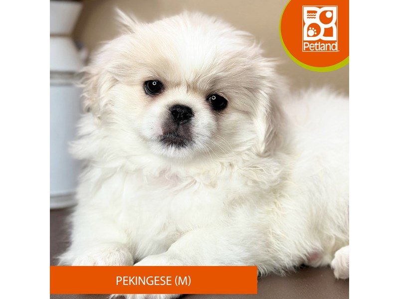 Pekingese - 15729 Image #1