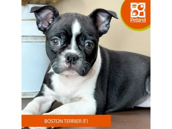 [#15728] Black / White Female Boston Terrier Puppies for Sale