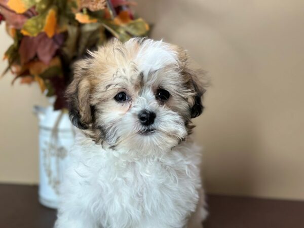 [#15745] Tri-Colored Male Teddy Bear Puppies for Sale