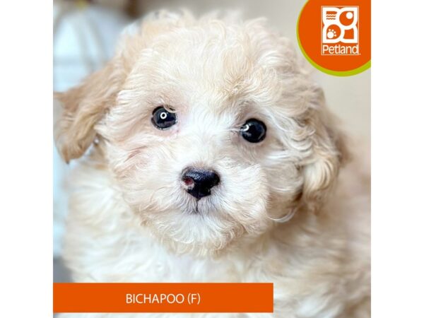 [#15761] Apricot Female Bichapoo Puppies for Sale
