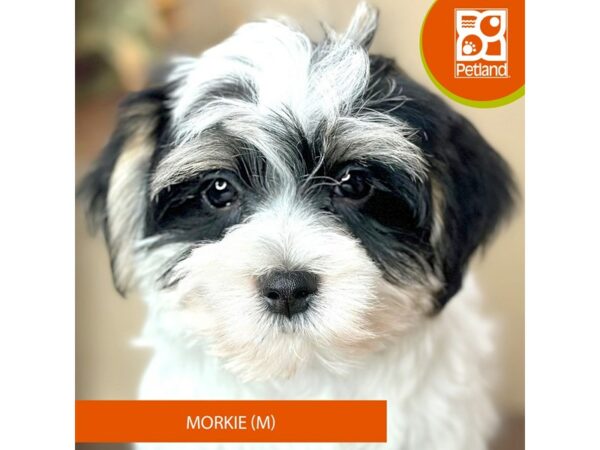 [#15760] White Male Morkie Puppies for Sale