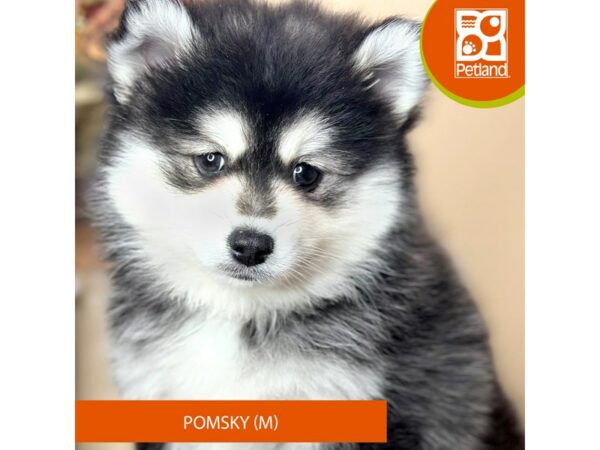[#15759] Black / White Male Pomsky Puppies for Sale