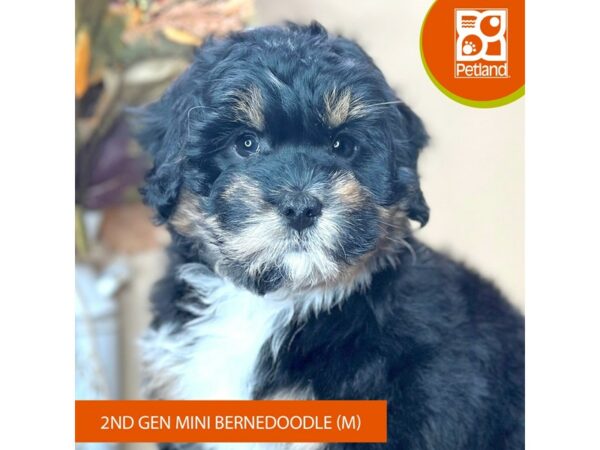 [#15757] Black Rust / White Male Bernedoodle Mini 2nd Gen Puppies for Sale