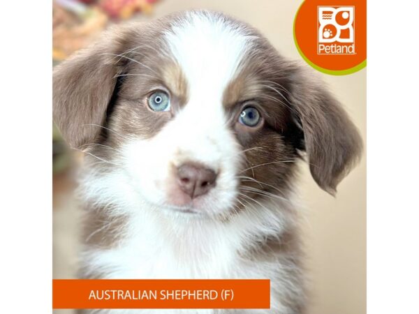 [#15756] Red Female Australian Shepherd Puppies for Sale
