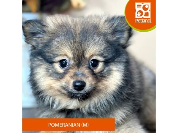 [#15753] Wolf Sable Male Pomeranian Puppies for Sale