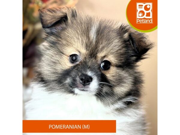 [#15752] Brown Black / White Male Pomeranian Puppies for Sale