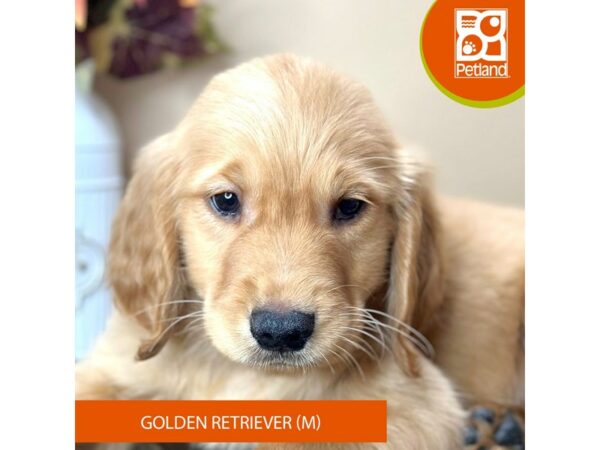 [#15749] Cream Male Golden Retriever Puppies for Sale