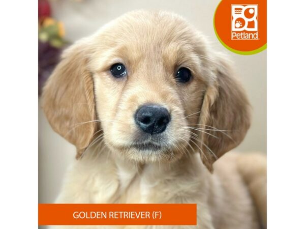 [#15748] Cream Female Golden Retriever Puppies for Sale