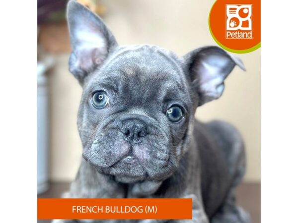 [#15747] Blue Fawn Male French Bulldog Puppies for Sale