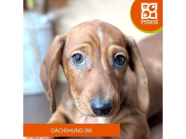 [#15746] Red Male Dachshund Puppies for Sale