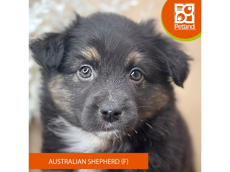 Australian Shepherd Puppies For Sale Petland Pickerington, Ohio