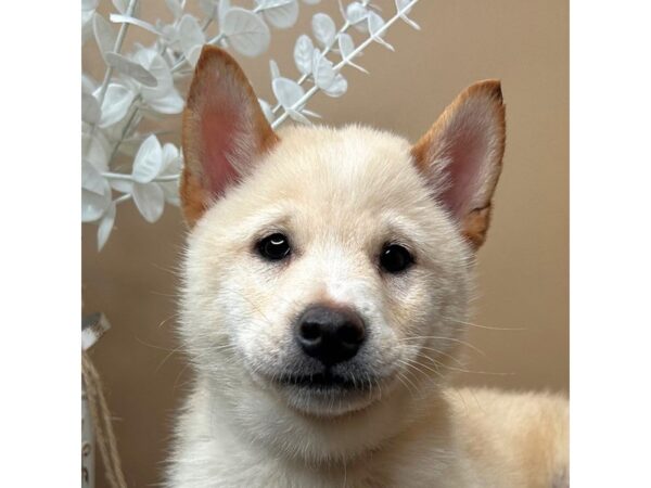 [#16715] Louie - Cream Male Shiba Inu Puppies for Sale