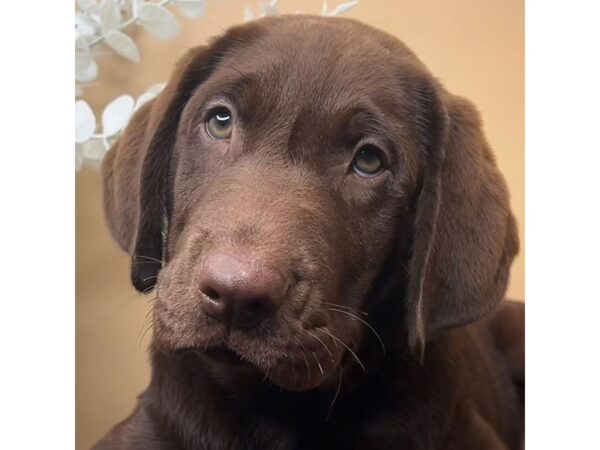 [#16728] Rocco - Chocolate Male Labrador Retriever Puppies for Sale