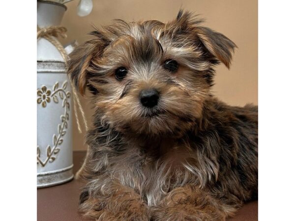 [#16718] Pancake - Gold Male Morkie Puppies for Sale