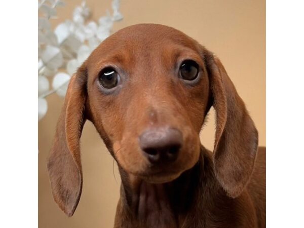 [#16734] Twix - Chocolate / Tan Female Dachshund Puppies for Sale
