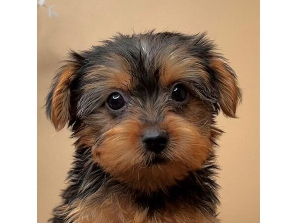 [#16729] JoJo - Black / Tan Female Yorkshire Terrier Puppies for Sale