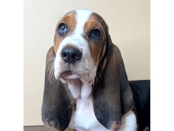 [#16745] Maggie - Tri-Colored Female Basset Hound Puppies for Sale