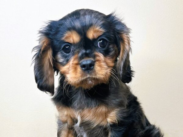 [#16743] Autumn - Merle Female Cavalier King Charles Spaniel Puppies for Sale