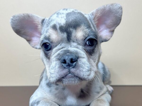[#16744] Pixel - Blue Merle Male French Bulldog Puppies for Sale