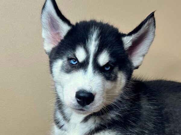 [#16748] Mac - Black / White Male Siberian Husky Puppies for Sale