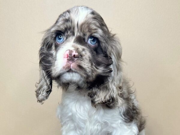 [#16751] Charlie - Chocolate Merle Male Cocker Spaniel Puppies for Sale