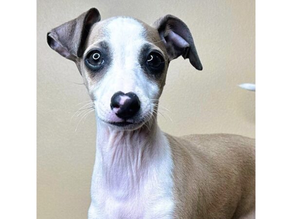[#16741] Piper - Fawn / White Female Italian Greyhound Puppies for Sale