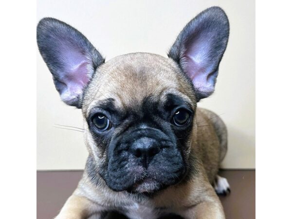 [#16742] Tater Tot - Fawn Male French Bulldog Puppies for Sale