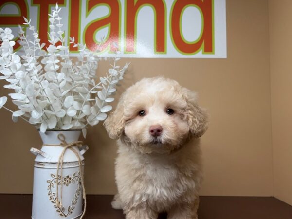 [#16754] Binx - Cream Male Goldendoodle 2nd Gen Puppies for Sale