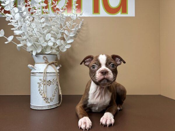 [#16753] Tootsie - Seal Brindle / White Female Boston Terrier Puppies for Sale