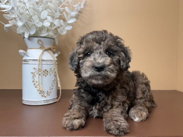 [#16759] Luna Belle - Blue Merle Female Poodle Puppies for Sale