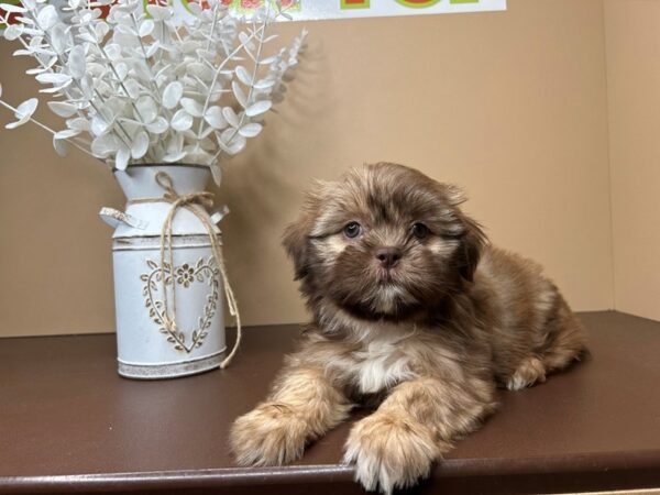 [#16757] Cookie - Chocolate Female Shih Tzu Puppies for Sale