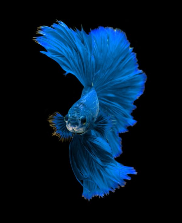 Blue betta fish