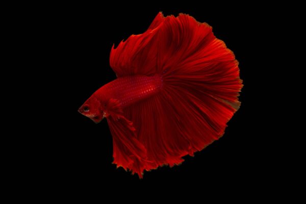 Red betta fish