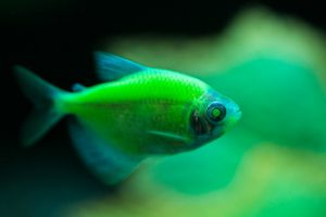 Green GloFish tetra