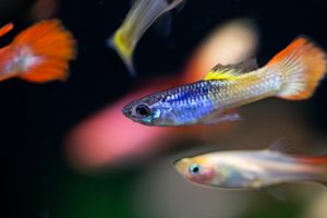 Colorful guppies in a planted tank