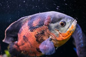Oscar cichlid